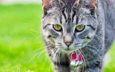 Exquisite grey tabby cat adopted in honolulu hawaii – supplies included – meet lychee