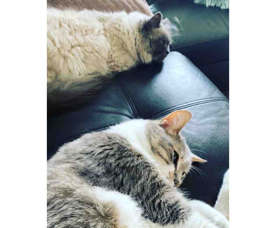 Cuddly Ragdoll Cat and DSH Friend for Adoption in Edmonton AB – Meet Brody and Nico