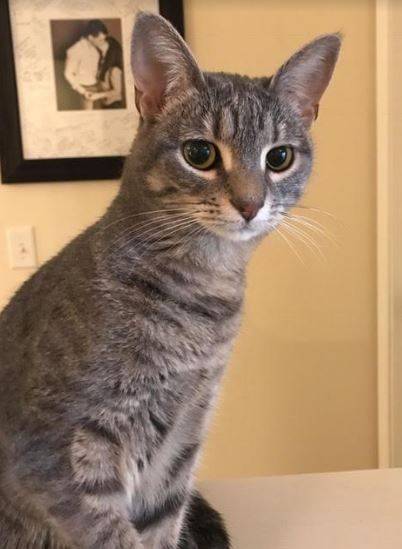 ADOPTED – Annabelle – Exquisite Young Female Tabby Cat   Dallas, Texas