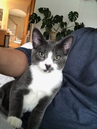 GreyToe, An Adorable Grey Tuxedo Kitten For Adoption In Costa Mesa California.