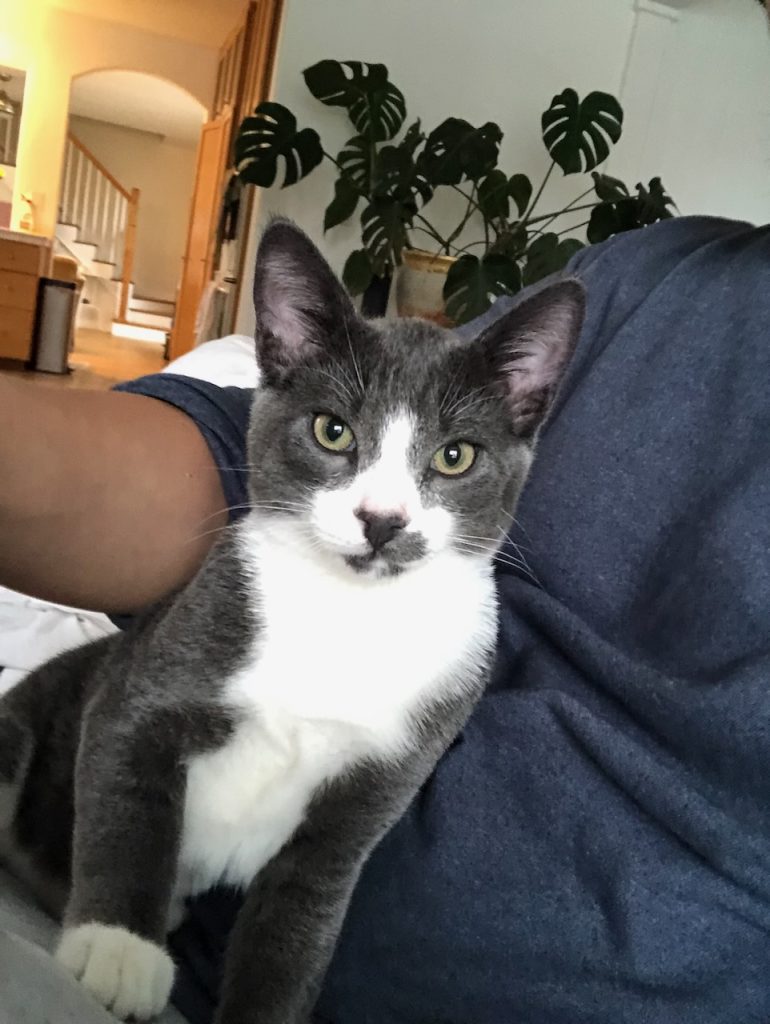 Greytoe, an adorable grey tuxedo kitten for adoption in costa mesa california.