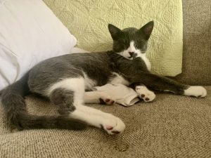 Greytoe, an adorable grey tuxedo kitten for adoption in costa mesa california.