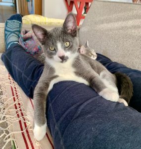 Greytoe, an adorable grey tuxedo kitten for adoption in costa mesa california.
