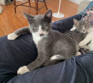 Greytoe, an adorable grey tuxedo kitten for adoption in costa mesa california.