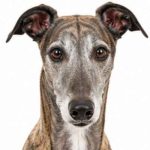 Greyhound