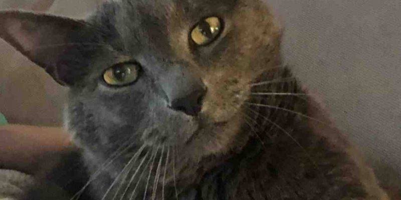 Greyson Russian Blue Cat For Adoption in Atlanta GA 1