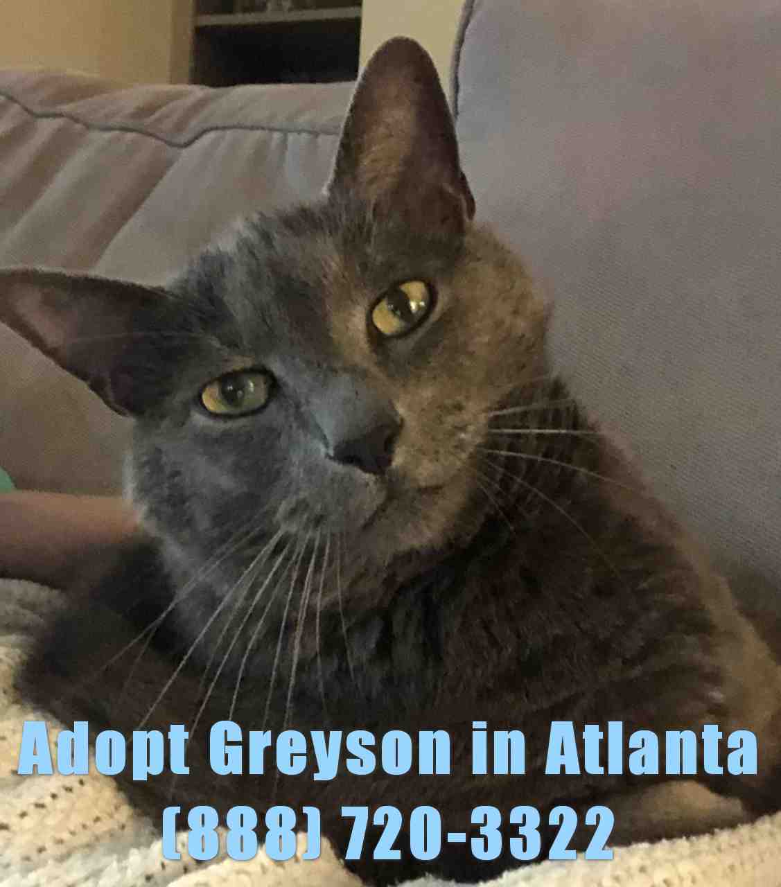 ADOPTED - Russian Blue Cat Atlanta GA - Greyson