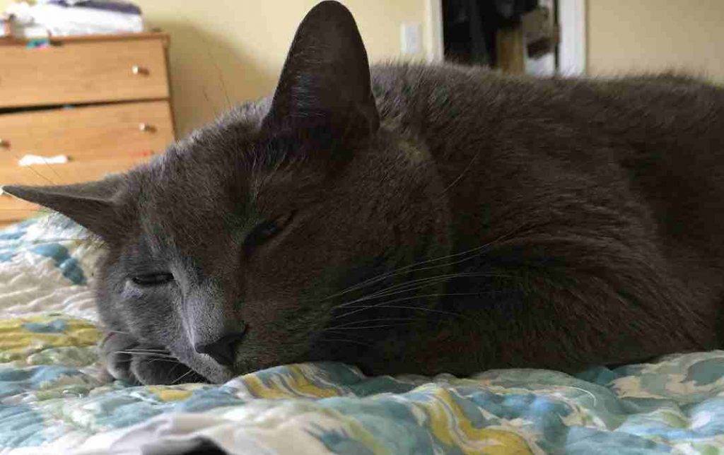 Greyson - russian blue cat to adopt in roswell ga