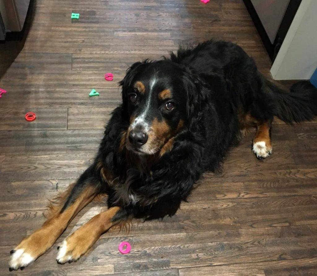 Bernese Mountain Dog Golden Retriever Mix Dog For Adoption in London