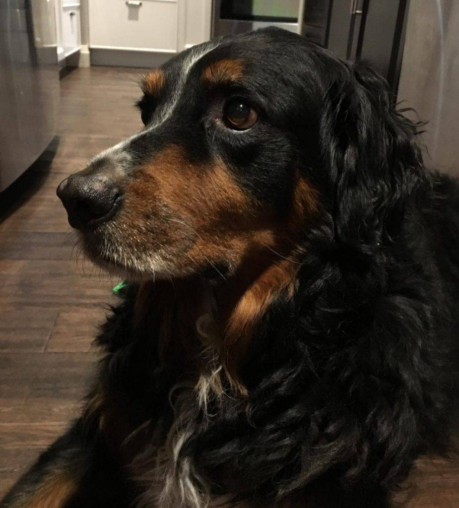 Bernese Mountain Dog Golden Retriever Mix Dog For Adoption in London