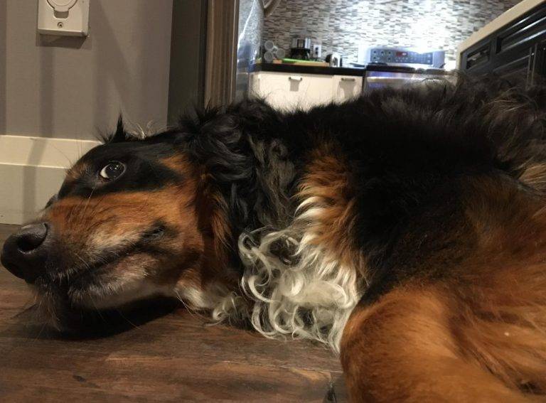 ADOPTED Grizzly Bernese Mountain Dog Golden Retriever Mix Dog