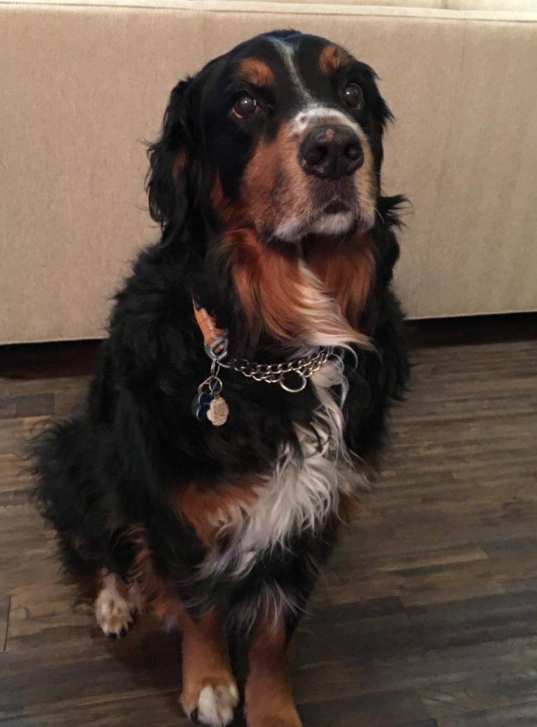 Grizzly - golden retriever bernese mountain dog mix rehomed in london ontario
