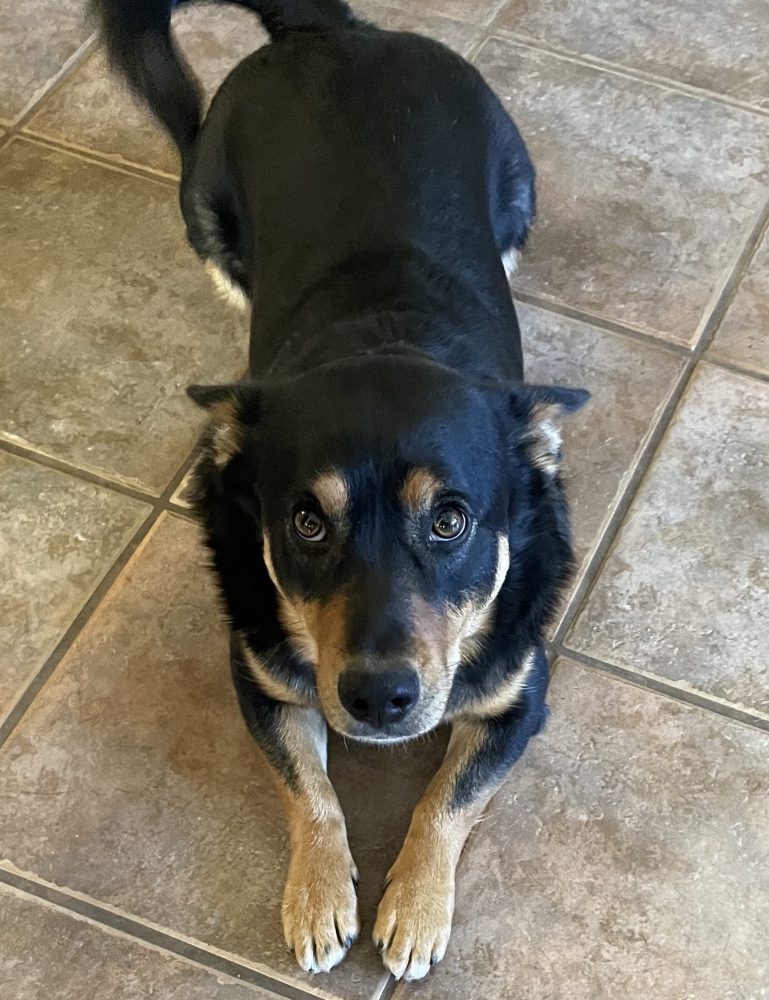Guapo - a black and tan Cardigan Welsh Corgi dog for adoption in Albuquerque New Mexico