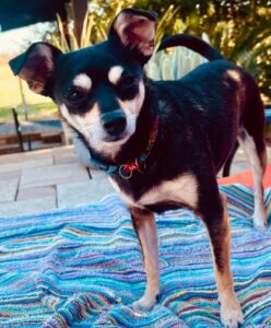 What a cutie pie. Here, gucci, a black and tan chi pin dog for adoption in new braunfels, texas is standing up and looking directly at the camera in her red outfit.