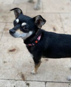 This cute little chihuahua miniature pinscher mix dog for adoption in new braunfels, texas is standing looking at the camera with her side-eye.