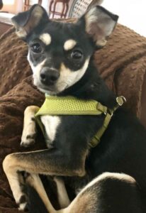 Gucci, a cute little chipin dog for adoption in new braunfels texas, is wearing a bright yellow harness and looking adorably at the camera.