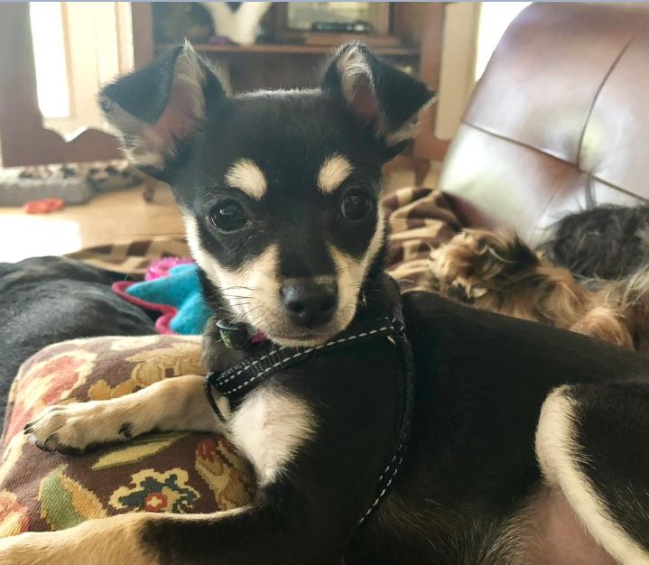 Chihuahua miniature pinscher mix chipin dog for adoption in new braunfels tx – meet gucci