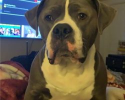 Gucci blue nosed american pit bull terrier dog for adoption in abbotsford bc