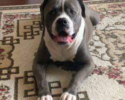 Gucci blue nosed american pit bull terrier dog for adoption in abbotsford bc