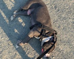 Gucci blue nosed american pit bull terrier dog for adoption in abbotsford bc