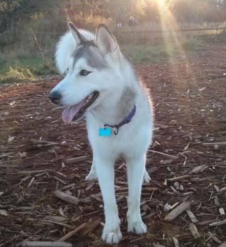 Seattle WA - Purebred White Siberian Husky Dog For Adoption By Owner ...