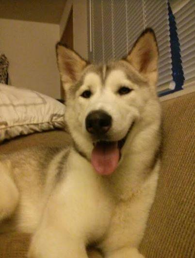 Gucci is a stunning White Siberian Husky Dog For Adoption in Seattle, Washington.