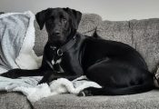 Gunner Is A Black Labrador Retriever For Adoption In Edmonton Ab