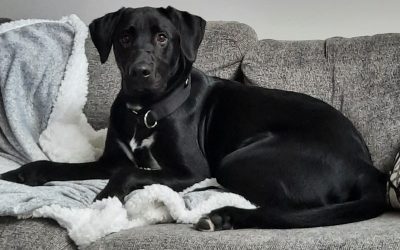 Handsome Labrador Retriever for Adoption in Edmonton AB – Supplies Included – Adopt Gunner