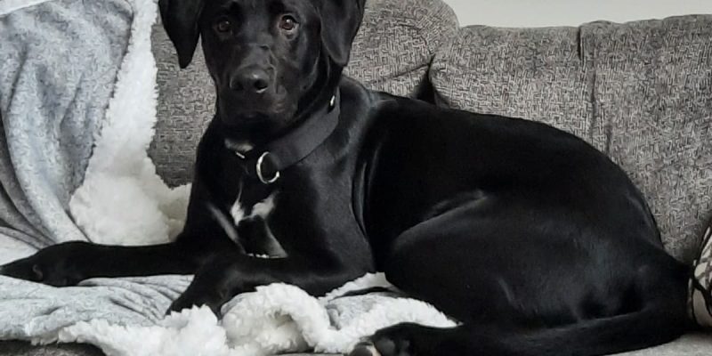 Gunner is a black labrador retriever for adoption in edmonton ab