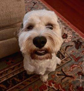 A photo of gus, a gorgeous blonde cockapoo dog who is looking for a home in san antonio texas. Gus looks at the camera with the cutest expression on his face