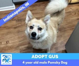 Pomeranians for adoption near you - pomeranian adoptions & rehoming services