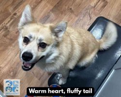 Pomsky dog for adoption in indianapolis