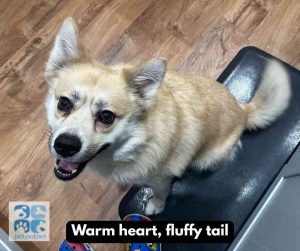pomsky dog for adoption in indianapolis