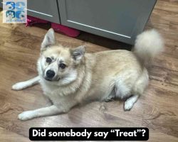 Pomsky dog for adoption in indianapolis