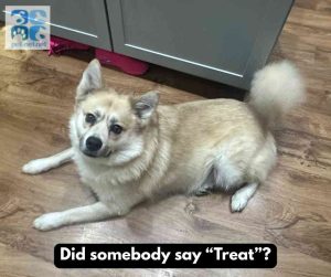 pomsky dog for adoption in indianapolis