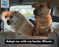 Pomsky dog for adoption in indianapolis