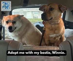 pomsky dog for adoption in indianapolis