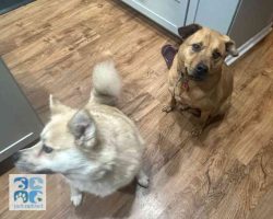Pomsky dog for adoption in indianapolis