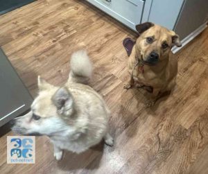 pomsky dog for adoption in indianapolis