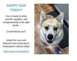Pomsky dog for adoption in indianapolis