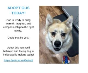 pomsky dog for adoption in indianapolis