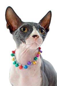 Hairless sphynx cat picture 6