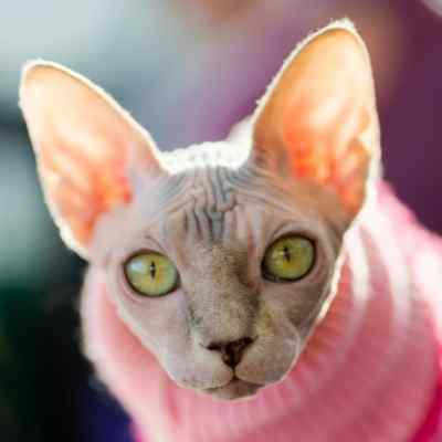 Hairless Sphynx Cat Picture