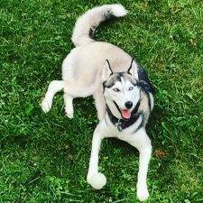 Hali, A Gorgeous Blue Eyed Siberian Husky Dog For Adoption In Basking Hill NJ