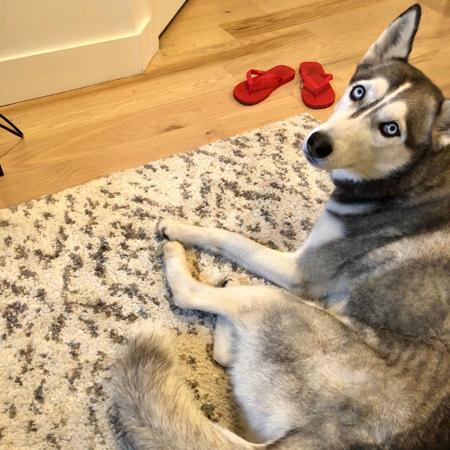 Hali, a gorgeous blue eyed siberian husky dog for adoption in basking hill nj