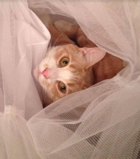Hamilton orange tabby cat for adoption in waco texas 4