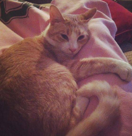 Hamilton orange tabby cat for adoption in waco texas 4