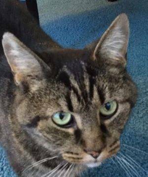 Hampton American Bobtail Cat Adoption Cleveland 4