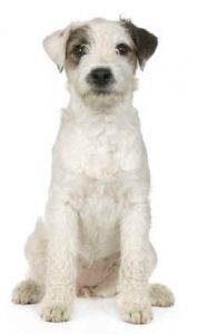 Handsome parson russell terrier dog