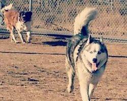 Hank siberian husky for adoption calgary alberta canada